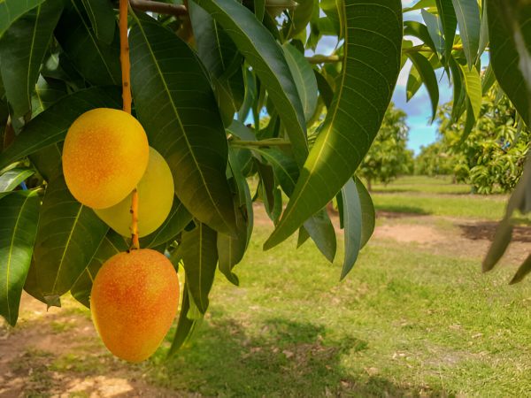 Multan's Sindhri Mango - Image 2